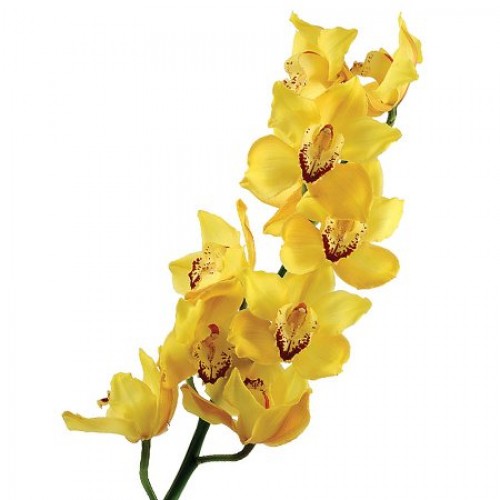 Орхидея Цимбидиум целый