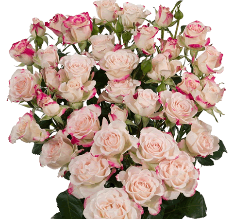 Бело-розовая кустовая роза