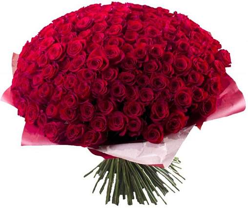 Букет 202 / 201 роза Составлен из: Розы эквадор в интернет-магазине «Букет Юг»