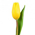 Тюльпан