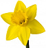 Нарцисс
