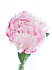Пион Розовый Флоранс 